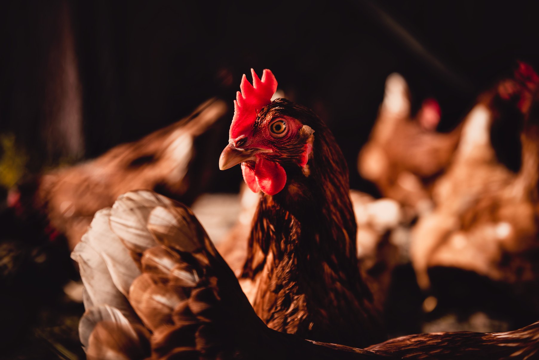 Chickens on poultry farm