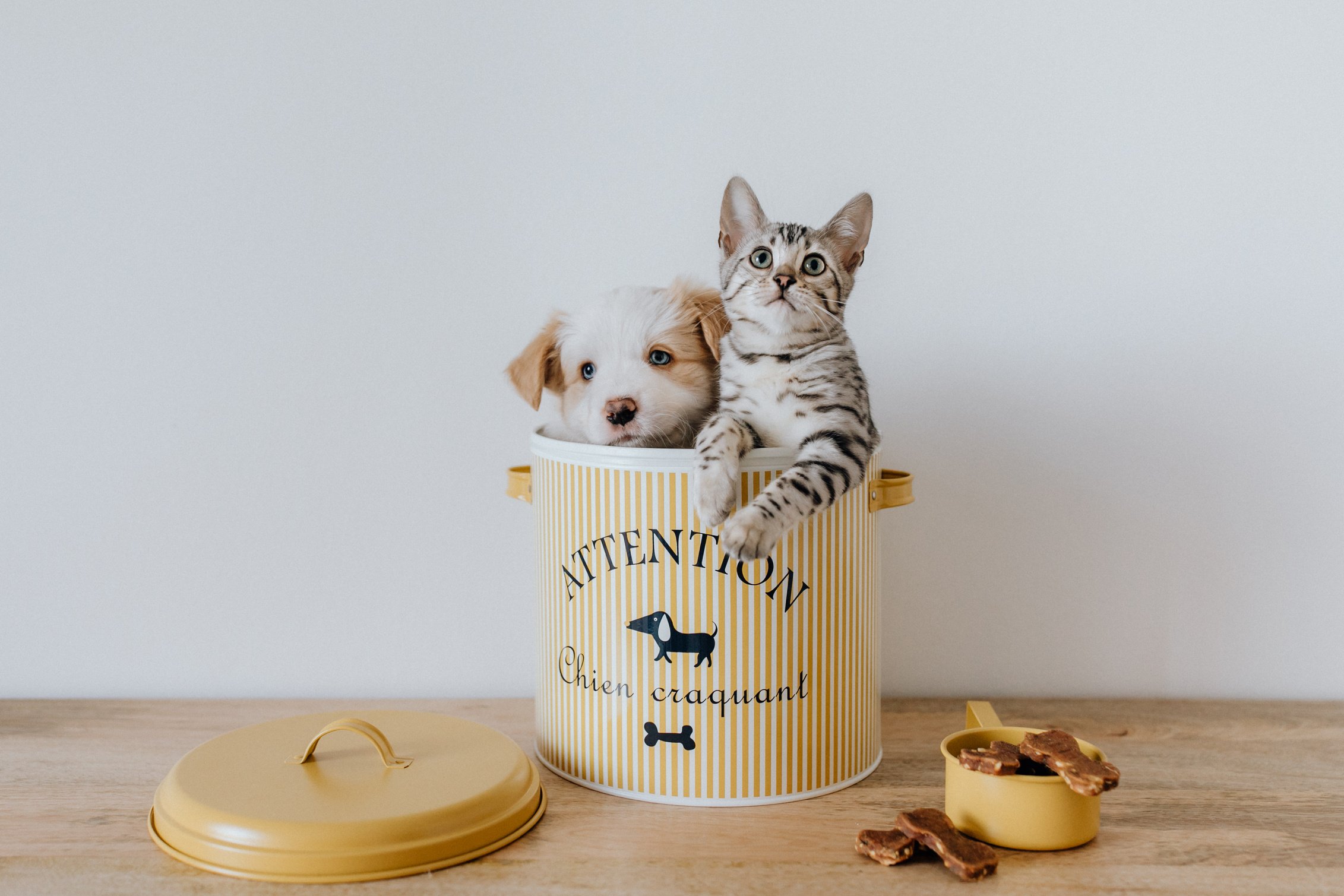 Kromfohrländer Puppy and a Cat in a Cookie Jar